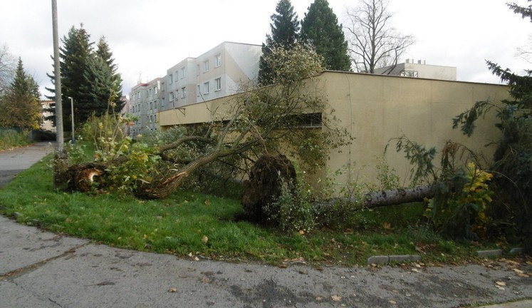 Vichřice Herwart způsobila na městské zeleni škody za skoro 800 tisíc korun, zhruba 80 stromů popadalo