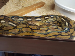 Jeden z bratrů měl neobvyklého koníčka