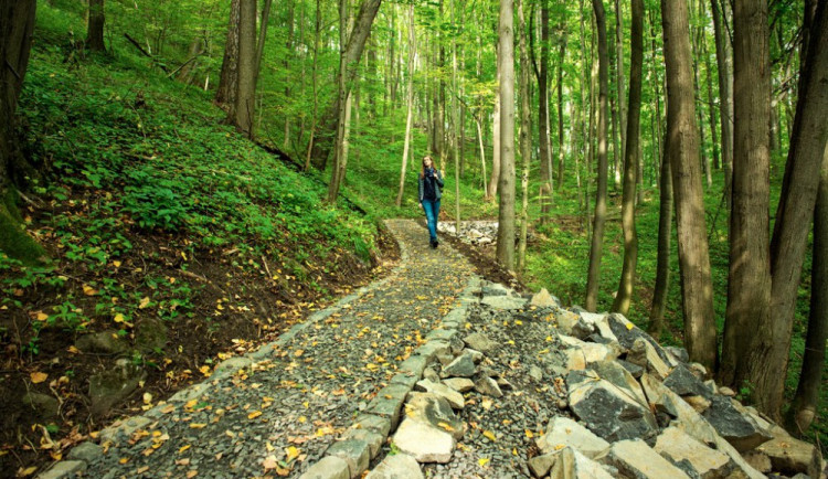 Lesní naučná stezka