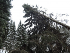 Popadané stromy i dopravní nehody, hasiči se během pátku nezastavili.