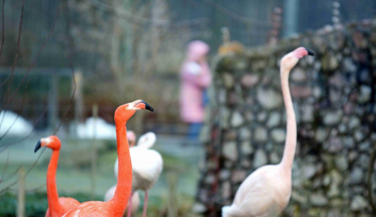 Plaměňáci v liberecké ZOO.
