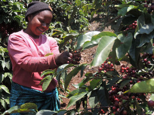 Vášnivé milovníky skvělé kávy, ale i obyčejné popíječe domácího kafíčka určitě zaujme káva Estian. Je pražena světovými pražiči a nabízí tak jedinečnou chuť v mnoha variantách.