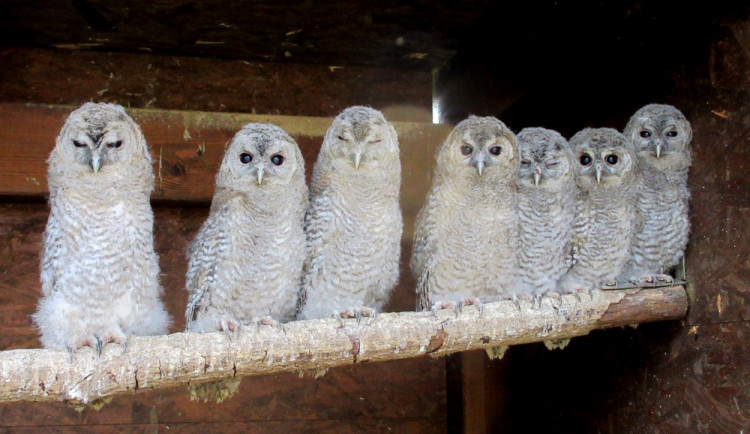 Mláďata puštíků.