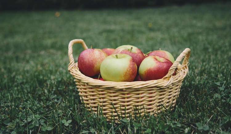 Jablka. Ilustrační foto.