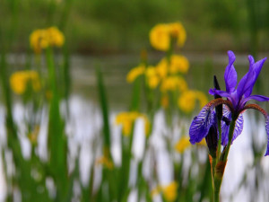 Mokřady Jablonné budou mezinárodní.
