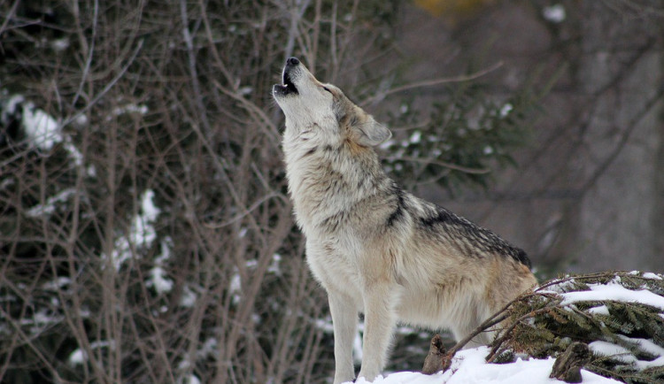 Vlci zabili šest jehňat i chovného berana. Škodu opět nahradí Liberecký kraj