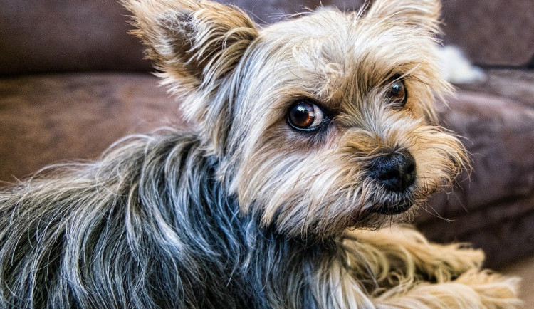 ilustrační foto; yorkšírský teriér.