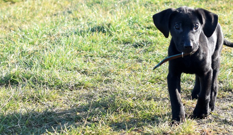 Zápesník z Olomouce.