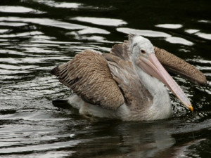 Budoucnost pelikánů skvrnozobých v Liberci vypadá nadějně. Před rokem hrozil konec chovu