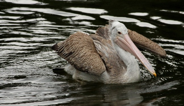 Budoucnost pelikánů skvrnozobých v Liberci vypadá nadějně. Před rokem hrozil konec chovu