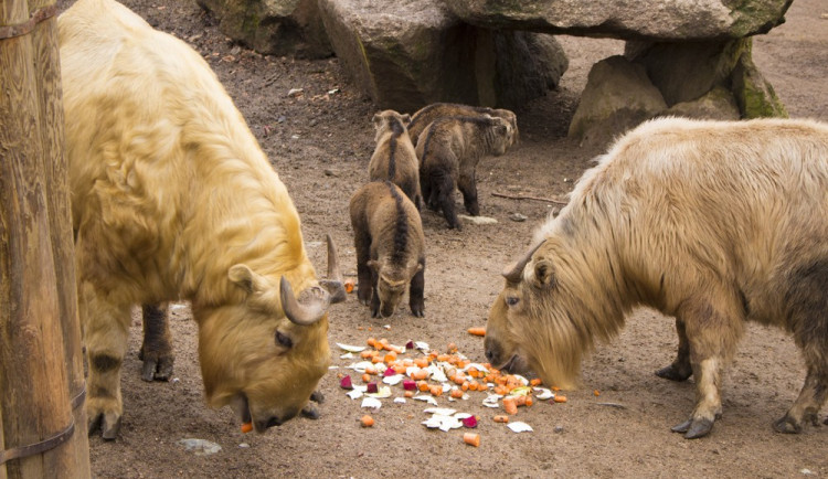 S příchodem jara se v liberecké zoologické zahradě narodila další mláďata.