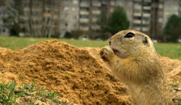 Sysel z Planety Česko.