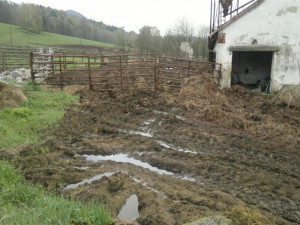 Za úniky výluh hnoje z kravína dostala firma na Liberecku pokutu