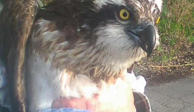 Orlovec po nalezení.