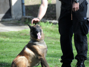 Služební psi soutěžili o Velkou cenu Městské policie. Vyhrál Baddy