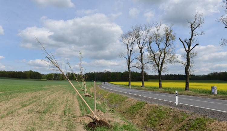 Silnici bude lemovat nové stromořadí.