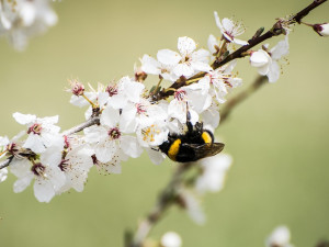 Alergiky trápí pyl z břízy, teplo a sucho situaci zhoršuje