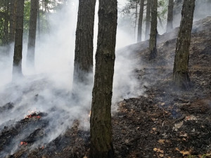 Požár lesa u Dubé.