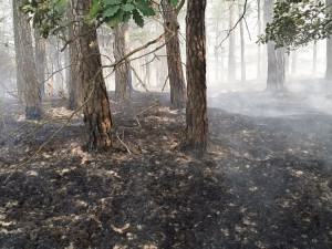 Požár lesa u Dubé.