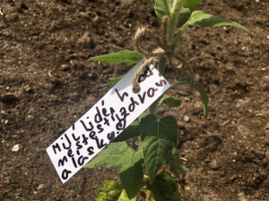 Rozsviťme Českou republiku