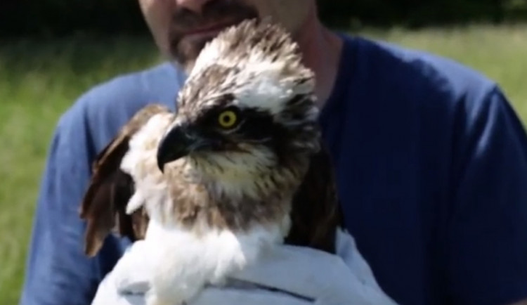 Orlovec se uzdravil a je zpět na svobodě.