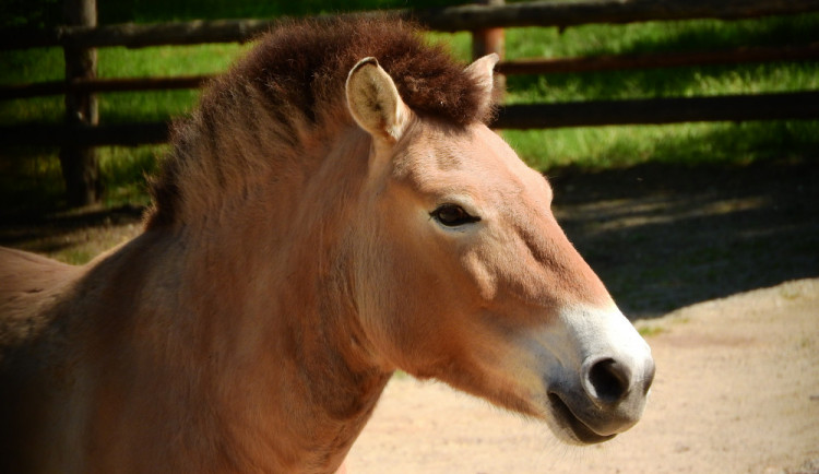 Zoo má nově samce koně Převalského. K vidění by měl být od pátku