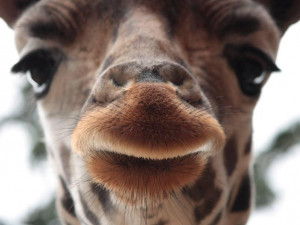 Světový den žiraf? Liberecká zoo si připravila komentované prohlídky