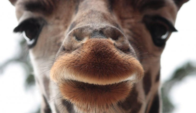 Žirafa Rothschildova