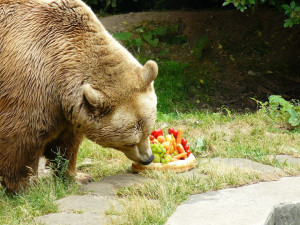 Zákupský medvěd Medoušek oslavil pětadvacetiny. Dostal i dort
