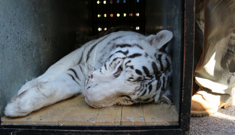 Transport tygřích mláďat.