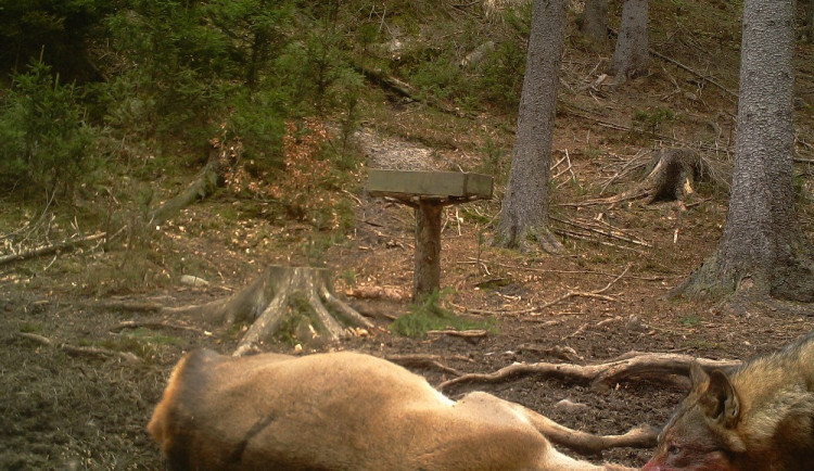 Vlci v NP České Švýcarsko.