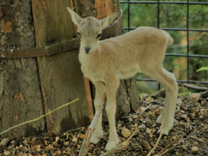 urial bucharský_mládě