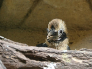 zoborožec rýhozob_samec_foto Marta Doležalová