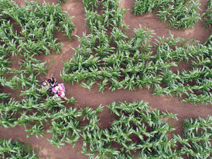 FOTO, VIDEO: Na Sychrově vyrostlo ohromné kukuřičné bludiště
