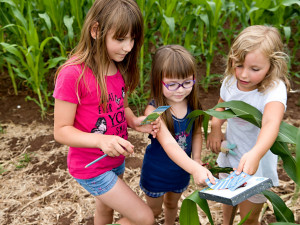 Kukuřičné bludiště.