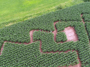 Kukuřičné bludiště.