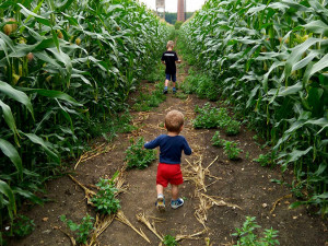 Kukuřičné bludiště.