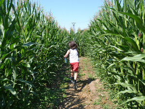 Kukuřičné bludiště.