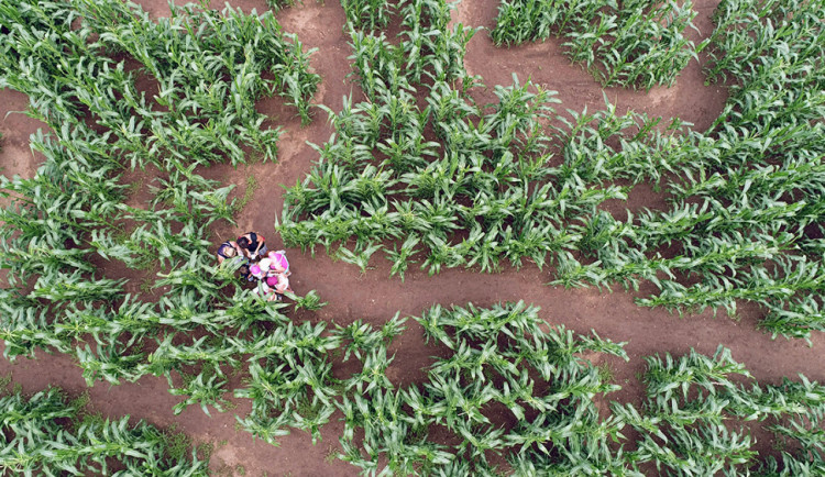 Kukuřičné bludiště.