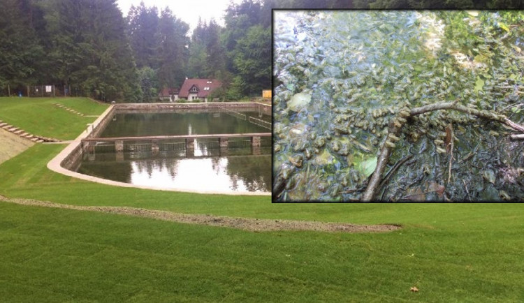 Kolem Lesmího koupaliště je teď hodně rušno.