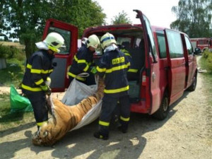 FOTO, VIDEO: V Zooparku našli mrtvého tygra i ledňáčka. Českolipský soud dva ze tří obviněných poslal do vazby