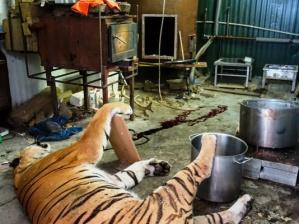 Při zásahu našli tělo tygra