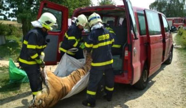 Při zásahu našli mrtvého tygra.