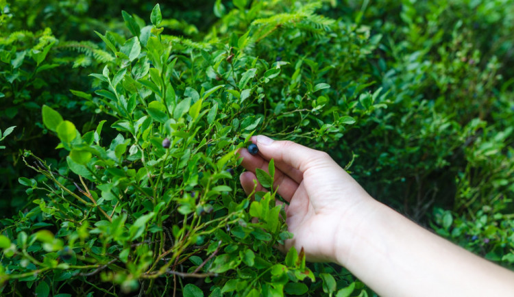 Ilustrační snímek