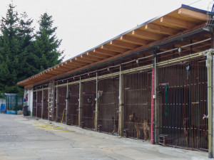 Psovod Michal Albani