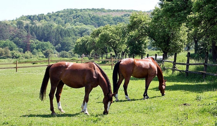 Ilustrační snímek