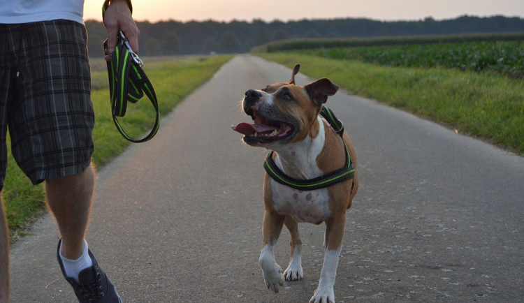 Ilustrační snímek stafordšírského bulteriéra