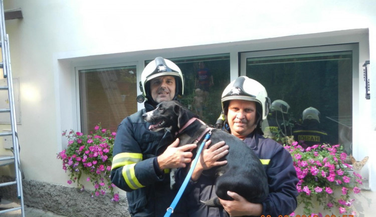 Hasiči zachraňovali štěně, co vylezlo na střechu