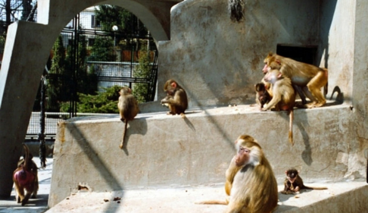 Opravuje se výběh paviánů.