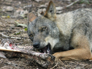 Přes sto padesát tisíc zaplatil kraj chovatelům, u kterých řádili vlci